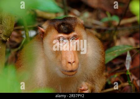 Südlicher Schweinswanzmakaken (Macaca nemestrina), männlicher Erwachsener, im primären Regenwald, Sepilok, Sabah, Borneo, Malaysia Stockfoto