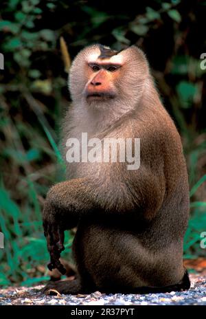 Schweineschwanzmakaken, Affen, südliche Schweineschwanzmakaken (Macaca nemestrina), Primaten, Säugetiere, Tiere, Schweineschwanzmakaken SE Asien, in Khao Yai N. Stockfoto