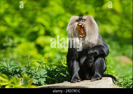 Löwenschwanzmakaken (Macaca silenus), ausgewachsen, gähnt, auf Felsen gesessen, in Gefangenschaft Stockfoto