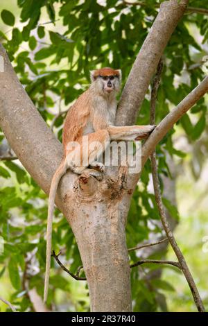 Patas-Affe (Eythrocebus patas), Erwachsene Frau, sitzt auf einem Baum, in der Nähe von Toubacouta, Senegal Stockfoto