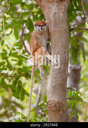Patas-Affe (Eythrocebus patas), Erwachsene Frau, sitzt auf einem Baum, in der Nähe von Toubacouta, Senegal Stockfoto