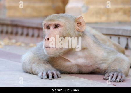 Rhesus macaque (Macaca mulatta), erwachsen, ruhend, Krishna Tempel, Jaipur Stadt, Rajasthan, Indien Stockfoto