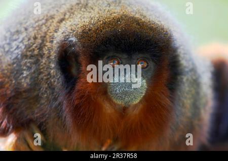 Kopfertiti (Callicebus cupreus), Rote Frühlingsaffen, Titi, Titis, Affen, Kapuziner, Primaten, Säugetiere, Tiere, kopperiger Titi Erwachsener, Nahaufnahme von Stockfoto