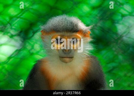 Grauhaarige Douc Langur (Pygathrix cinerea), jung, Nahaufnahme des Kopfes, in Gefangenschaft, CUC Phuong N. P. Nordvietnam Stockfoto