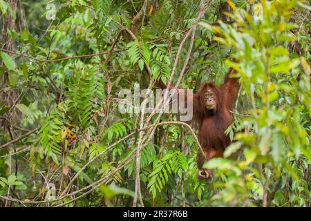 Bornean-borneo-Orang-Utan (Pongo pygmaeus), weiblich, unreif, klammert sich an Zweigen im Regenwald, malaysisches Borneo, Borneo, Malaysia Stockfoto