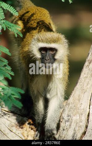 Chlorocebus aethiops, Copithecus aethiops, Vervet-Affe, Grüner Vervet-Affe, Vervet-Affe, Affen, Säugetiere, Tiere, Grüner Vervet-Affe Stockfoto