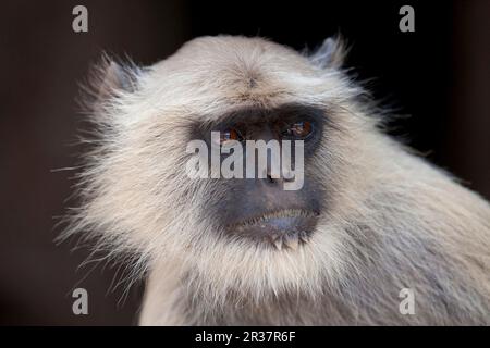 Southern Plains Grey langur (Semnopithecus dussumieri), Erwachsener, Nahaufnahme des Kopfes, Ranthambore N. P. Rajasthan, Indien Stockfoto