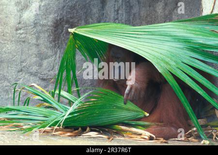Orang-bornean-Orang-Utan (Pongo pygmaeus) Unterstand unter Palmenblättern (S) Stockfoto