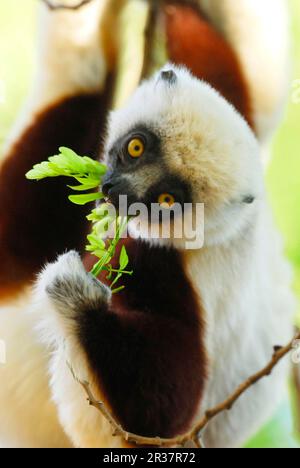 Coquerels Sifaka (Propithecus coquereli), Erwachsener, Fütterung von Blättern, im trockenen Milchwald, Ankarafantsika N. P. Nordwest-Madagaskar Stockfoto