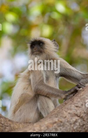 Southern Plains Grey Southern Plains Grey langur (Semnopithecus dussumieri) unreif, sitzt auf einem Ast, Ranthambore N. P. Rajasthan, Indien Stockfoto