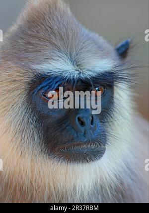 Graue Buschlangur (Semnopithecus priam Thersites), Erwachsene, Nahaufnahme des Kopfes, Sri Lanka Stockfoto