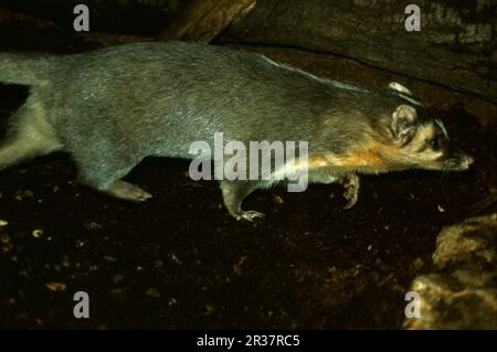 Chinesischer Frettendachse (Melogale moschata), chinesischer Sonnenbär, marderartig, Raubtiere, Säugetiere, Tiere, chinesischer Frettchen-Dachs aus der Nähe, laufen Stockfoto