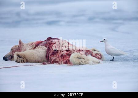 Elfenbeinmöwe (Pagophila eburnea), ausgewachsen, Fütterung, Plünderung des Schlachtkörpers von Eisbären (Ursus maritimus), auf Packeis, Spitsbergen Stockfoto