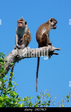 Ceylon hat Affe, Ceylon hat Affen, Affen, Makaken, Primaten, Säugetiere, Tiere, Toque-Affen, yala-Nationalpark Stockfoto