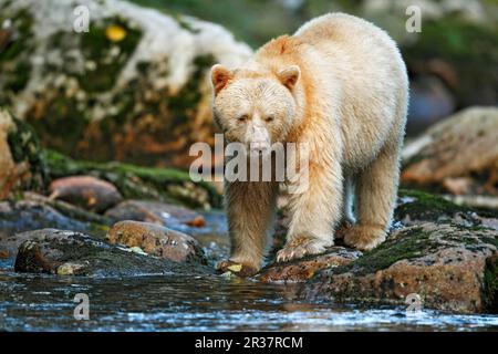 Amerikanischer Schwarzbär „Spirit (Ursus americanus kermodei) Bear“, weißer Morph, Erwachsener, der am Flussufer an der gemäßigten Küste nach Lachs fischt Stockfoto