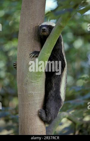 Honigdachse, Honigdachse (Mellivora capensis), Ratte, marderartig, Raubtiere, Säugetiere, Tiere, Dachs, Honig Nahaufnahme/Kletterbaum, weiblich Stockfoto