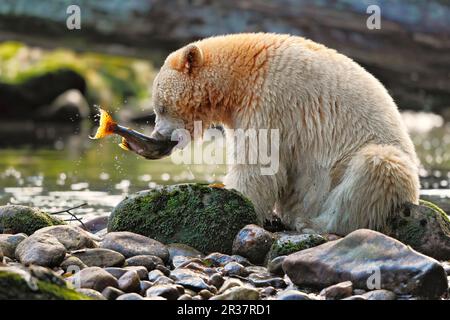 Amerikanischer Schwarzbär „Spirit (Ursus americanus kermodei) Bear“, weißer Morph, Erwachsener, Fütterung von Fängen, Lachs am Flussufer in gemäßigten Gebieten Stockfoto