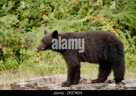 Amerikanischer Schwarzbär (Ursus americanus), amerikanischer Schwarzbär, Bären, Raubtiere, Säugetiere, Tiere, American Black Bear, weiblich, stehend, Kanada Stockfoto