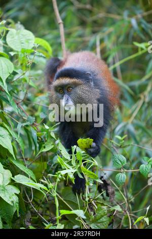 Goldener Affe (Cercopithecus kandti), ausgewachsen, ernährt sich von Blättern, im Bambuswald, Vulkane N. P. Virunga Mountains, Ruanda Stockfoto