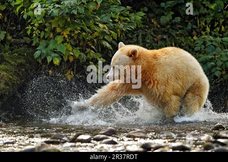 Amerikanischer Schwarzbär „Spirit (Ursus americanus kermodei) Bear“, weißer Morph, Erwachsener, Lachs am Fluss im gemäßigten Küstenregenwald, Great Stockfoto