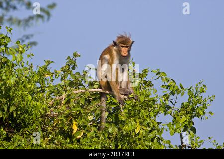 Ceylon Hat Monkey, Ceylon Hat Monkeys, Monkeys, Macaques, Primates, Säugetiere, Tiere, Toque Monkey, Sri Lanka Stockfoto