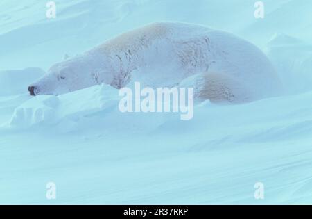 Eisbär (Thalarctos maritimus) Erwachsener liegt, schläft, schneebedeckt (S) Stockfoto