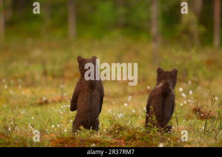 Europäischer Braunbär (Ursus arctos arctos) zwei sechs Monate alte Jungen, Rückansicht, auf Hinterbeinen stehend, Finnland Stockfoto