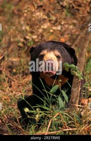 Sonnenbär (Helarctos malayanus), Phnom Tamao Zoo und Wildlife Rescue Centre, Kambodscha Stockfoto