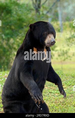 Malayanischer Sonnenbär (Helarctos malayanus), Erwachsener, auf Hinterbeinen stehend Stockfoto