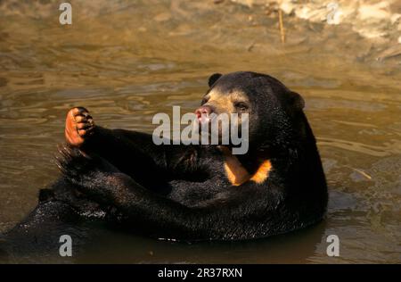 Sonnenbär (Helarctos malayanus) im Wasser, Phnom Tamao Wildlife Rescue Centre, Kambodscha Stockfoto