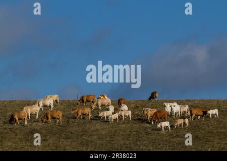 Kuhherde auf der Wiese Stockfoto