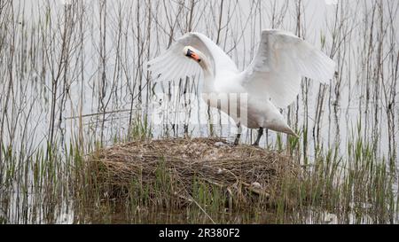 Stummer Schwan im Nest Stockfoto