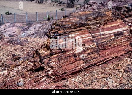 20 Millionen Jahre alter Fossil Tree im National Fossil Wood Park in Thiruvakkarai Tiruvakkarai bei Puducherry Pondicherry, Tamil Nadu, Südindien Stockfoto