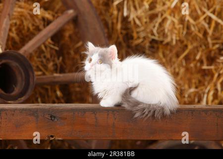 Britischer Longhair, Kätzchen, blauer Van, 10 Wochen Stockfoto