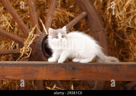 Britischer Longhair, Kätzchen, blauer Van, 10 Wochen Stockfoto