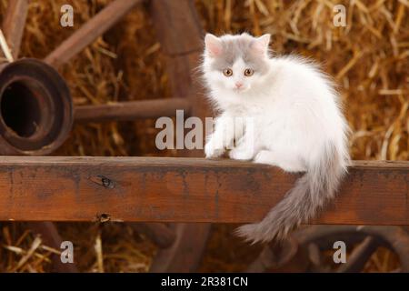 Britischer Longhair, Kätzchen, blauer Van, 10 Wochen Stockfoto