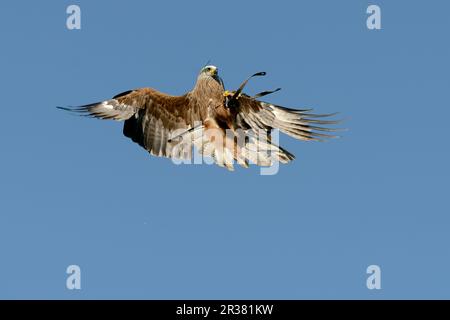 Schwarzer Drachen (Milvus migrans), in Gefangenschaft Stockfoto