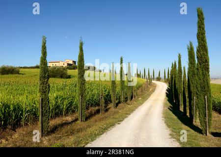 Europa, Toskana, Val d'Orcia, September 2013, UNESCO, Italien Stockfoto