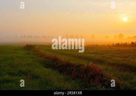 Reed Meadow im Morgennebel, Pfrunger-Burgweiler Ried, Baden-Württemberg, Deutschland Stockfoto