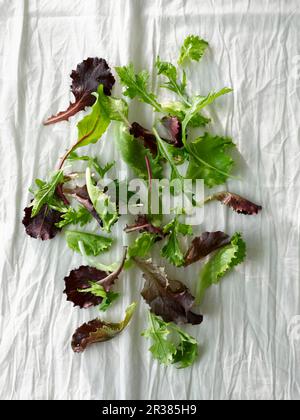 Verschiedenen gemischten junge Salatblätter (von oben gesehen) Stockfoto