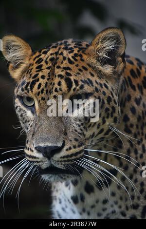 Close up Portrait von Persischer Leopard Stockfoto