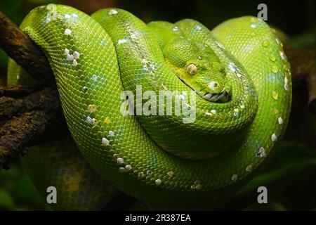 Green Tree python Profil portrait Nahaufnahme Stockfoto