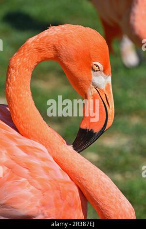Nahaufnahme Seite Profil Portrait von rosa Flamingo Stockfoto