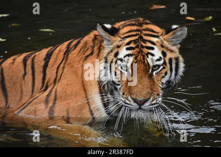 Sibirische Amur tiger schwimmen im Wasser Stockfoto