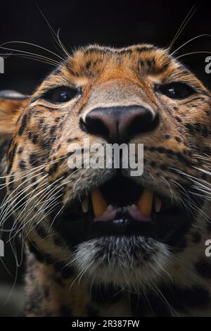 Extreme Nahaufnahme Portrait von Persischer Leopard Stockfoto