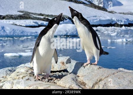 Werbetanz und Werbetanz zwischen Adélie-Pinguinen in der Antarktis Stockfoto