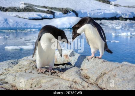 Werbetanz und Werbetanz zwischen Adélie-Pinguinen in der Antarktis Stockfoto