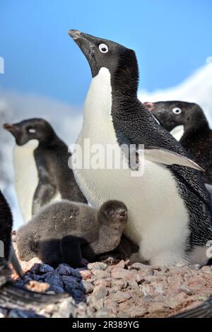 Adélie-Pinguin-Zuchtkolonie in der Antarktis Stockfoto