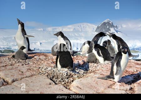 Adélie-Pinguin-Zuchtkolonie in der Antarktis Stockfoto