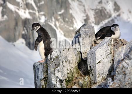 Kinnfalle-Pinguine schlüpfen Eier auf Nestern und ziehen Küken in der Antarktis auf. Stockfoto